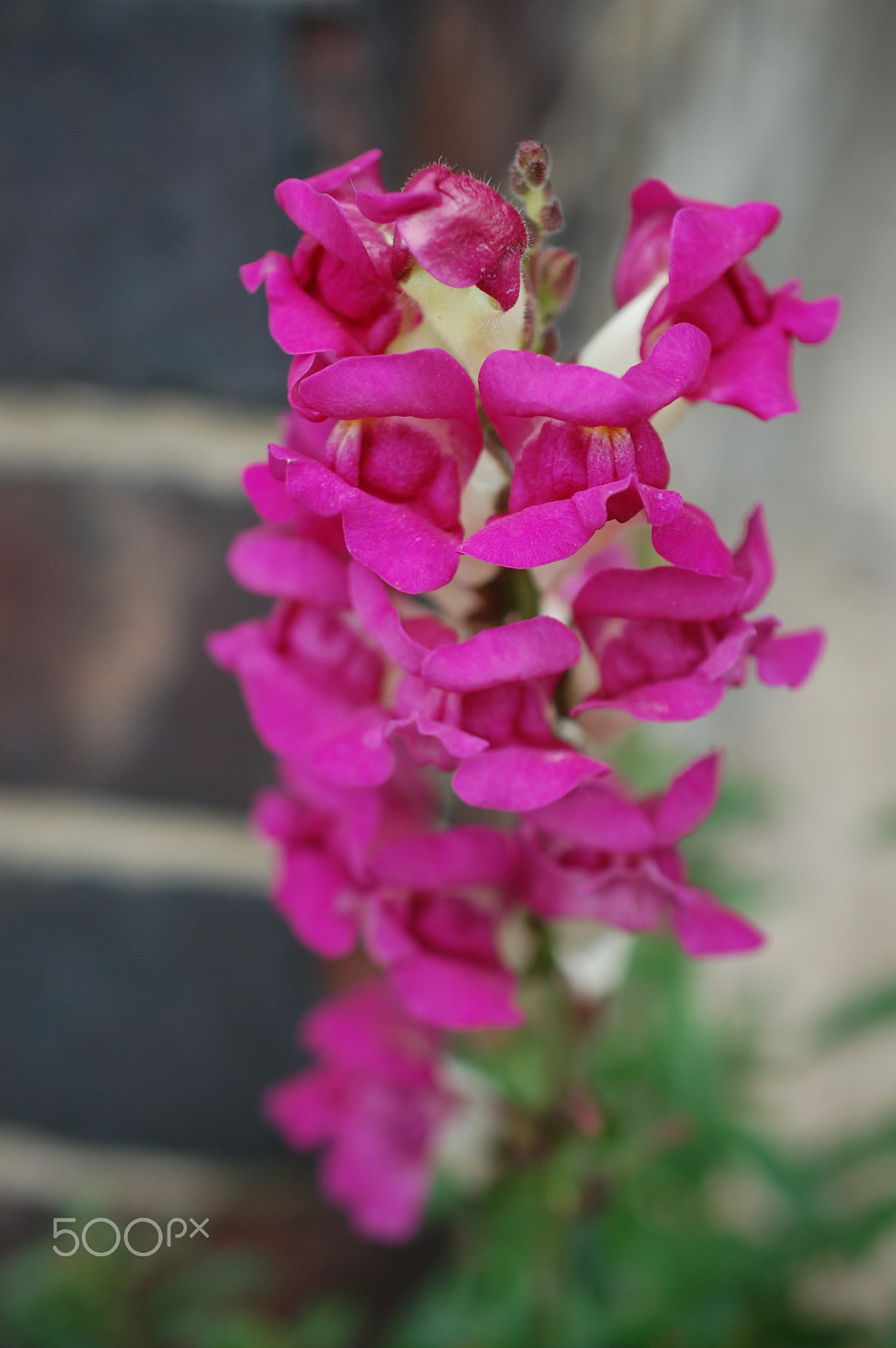 Nikon AF-S DX Micro Nikkor 40mm F2.8 sample photo. Beauty and the brickwork photography