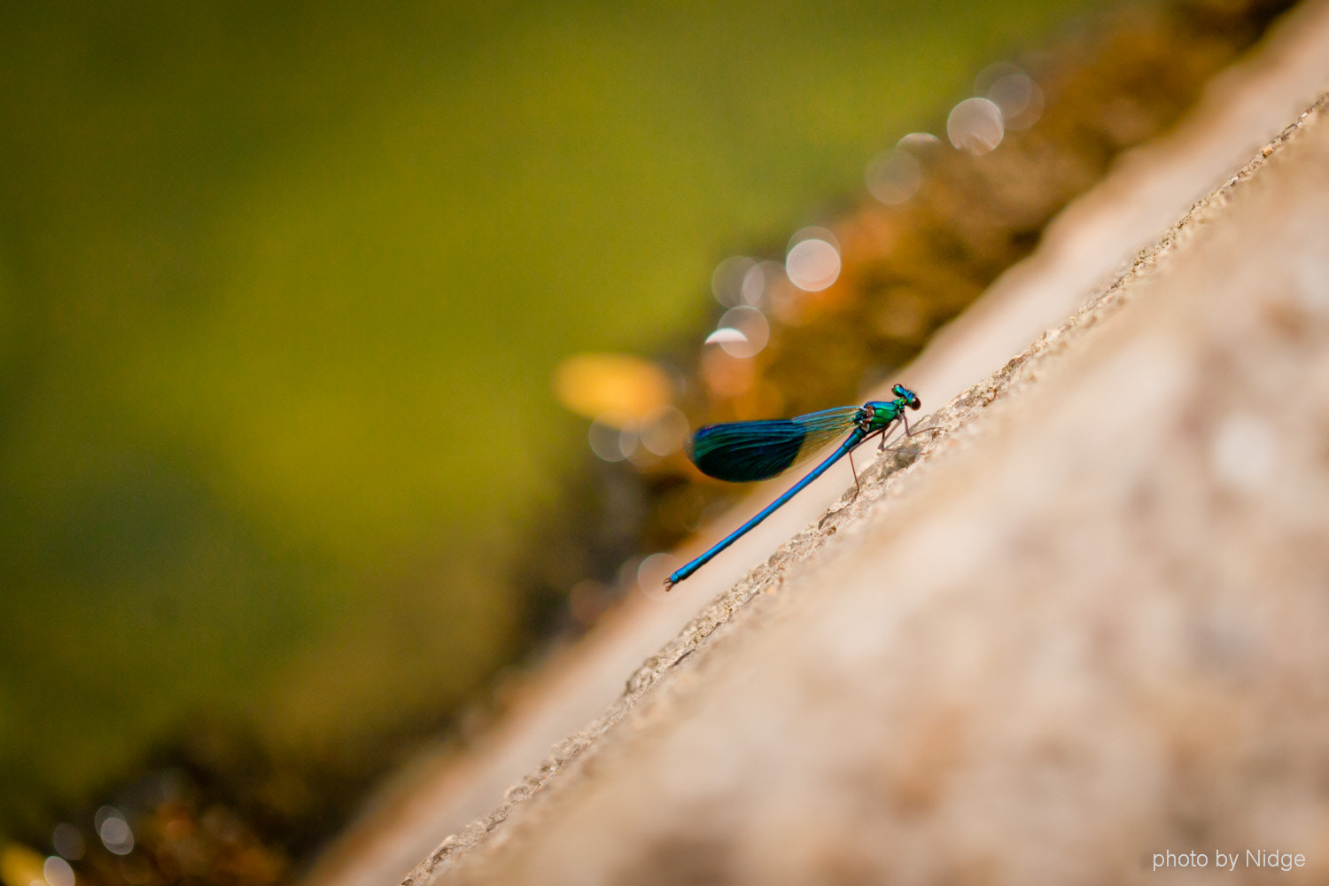 Canon EOS-1Ds Mark II + Canon EF 100mm F2.8L Macro IS USM sample photo. Dragonfly... photography