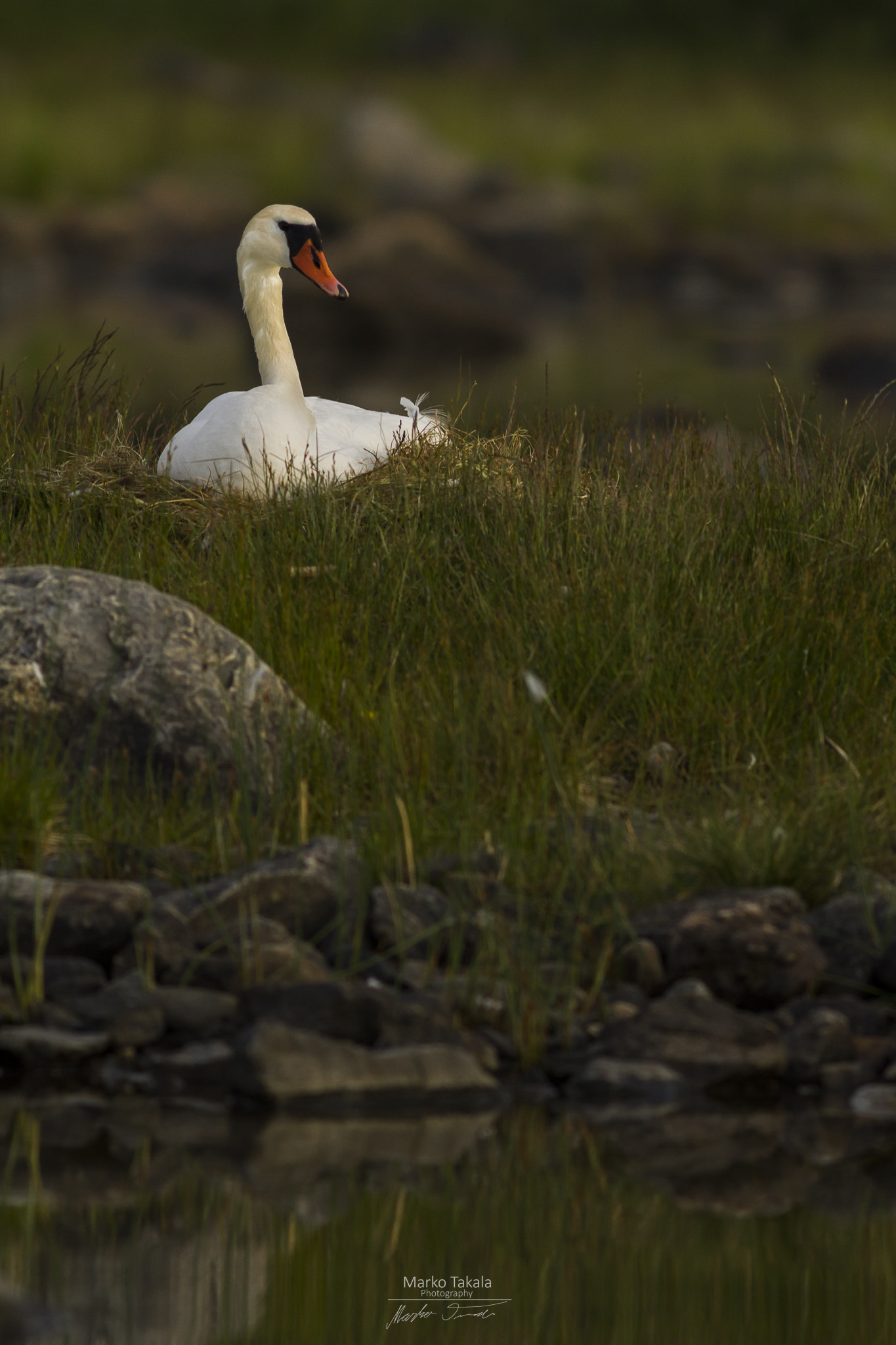 Canon EOS 7D + Canon EF 400mm F5.6L USM sample photo. Swan at night photography