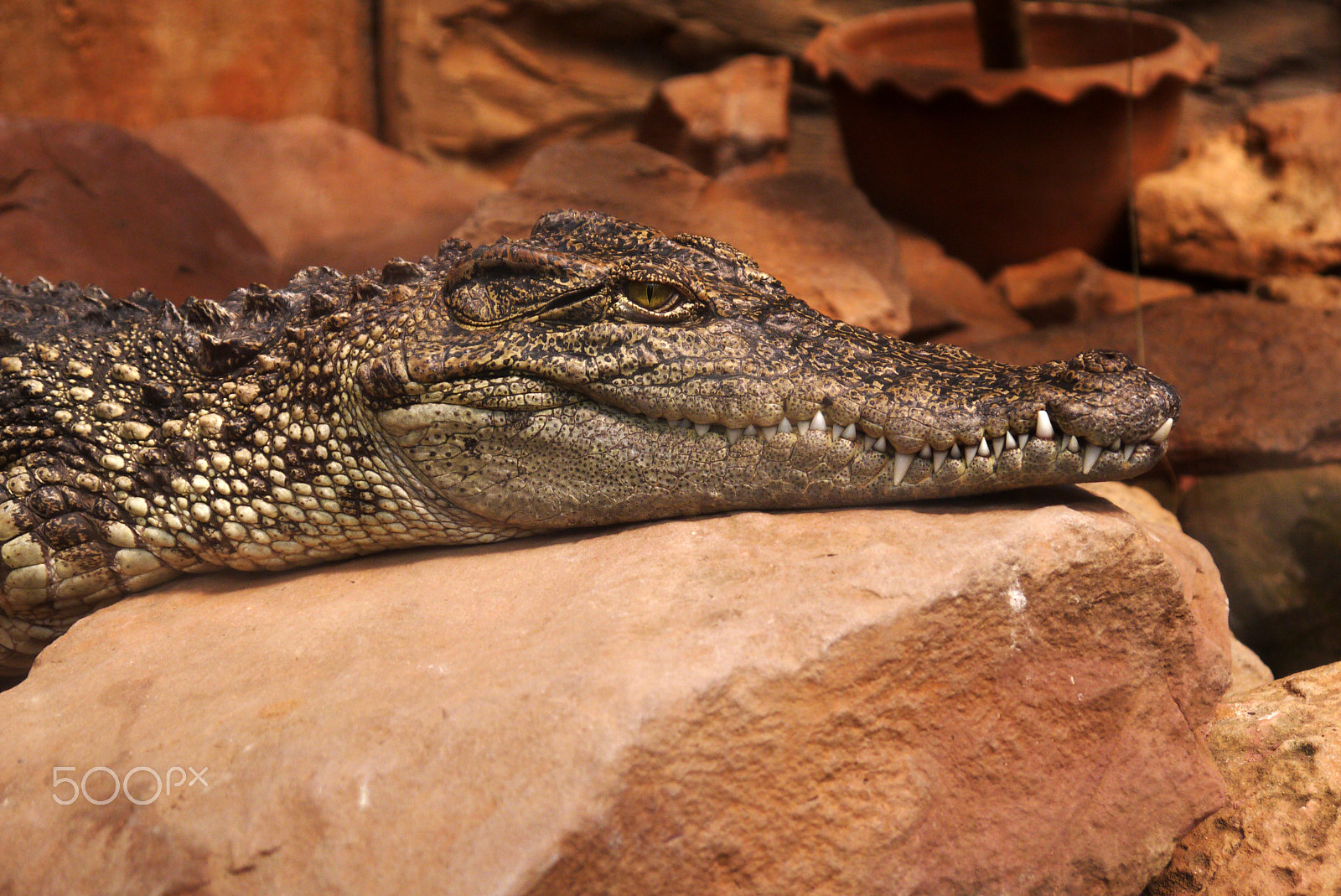 Panasonic Lumix DMC-GF2 sample photo. Crocodile's rock photography