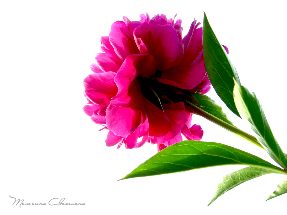 Canon POWERSHOT A540 sample photo. Пион photography