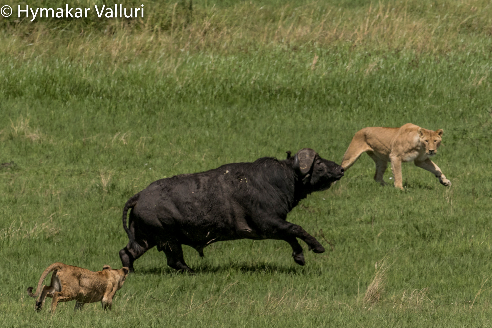Canon EF 300mm F2.8L IS II USM sample photo. Lions chasing photography