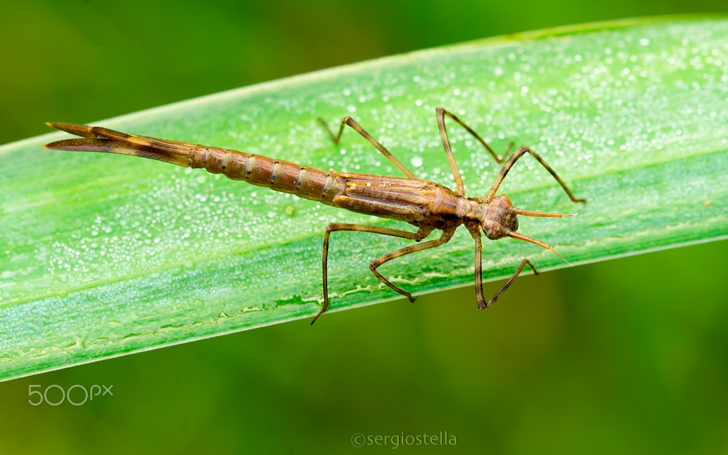 Nikon D610 + Sigma 150mm F2.8 EX DG Macro HSM sample photo. Calopteryx splendens larva___ photography