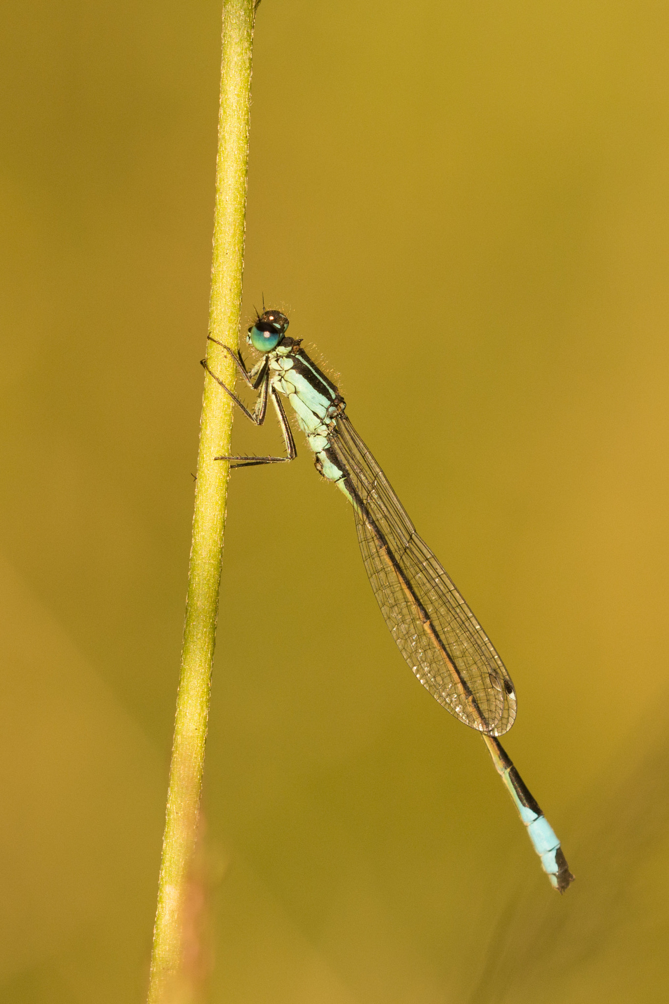Sigma 150mm F2.8 EX DG OS Macro HSM sample photo. Damselfly photography