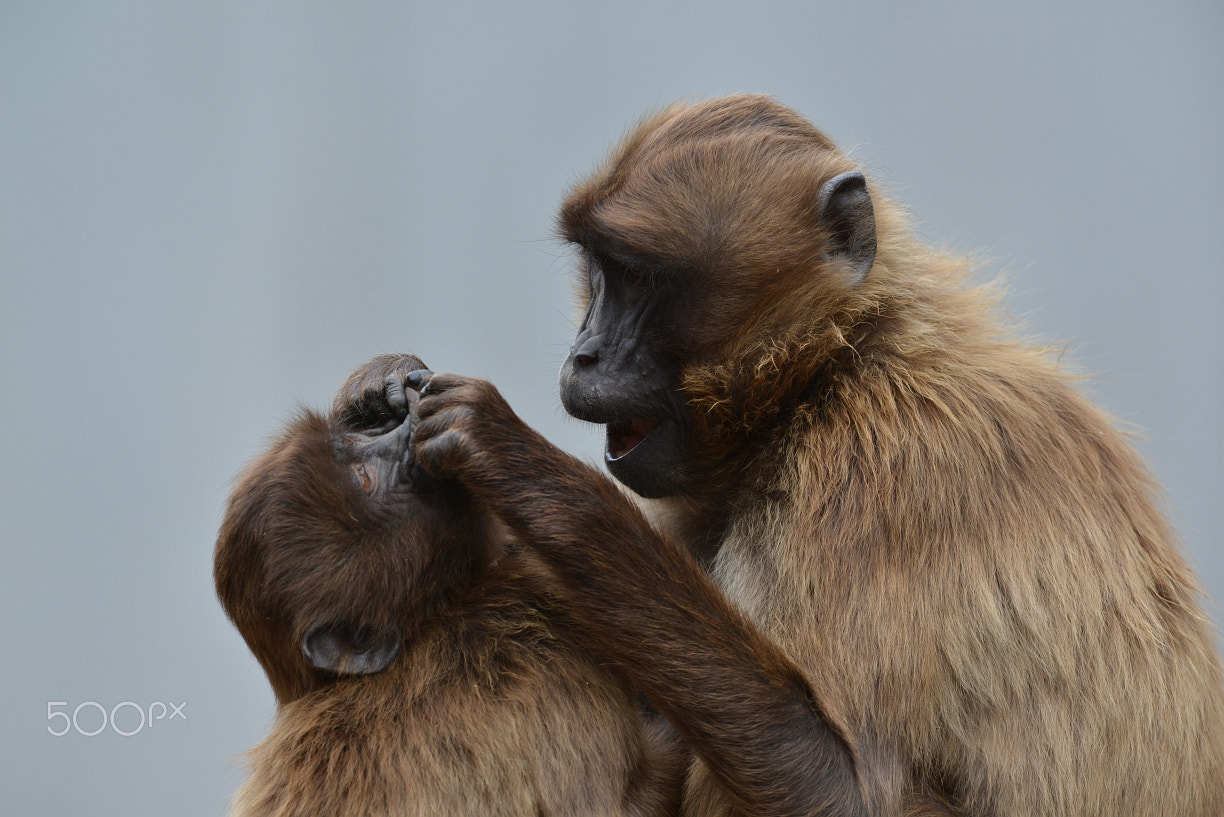 Nikon D800 + Nikon AF-S Nikkor 400mm F2.8G ED VR II sample photo. At the gelada dentist photography