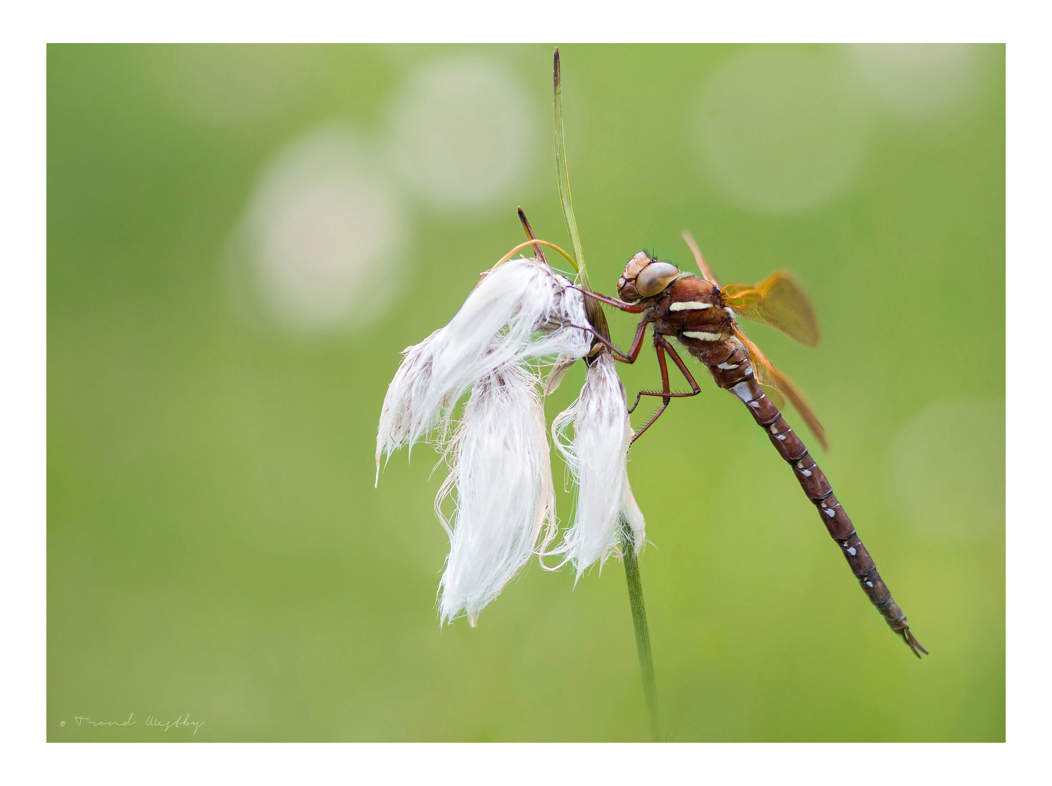 Nikon D7100 + Sigma 105mm F2.8 EX DG Macro sample photo. Brown hawker photography