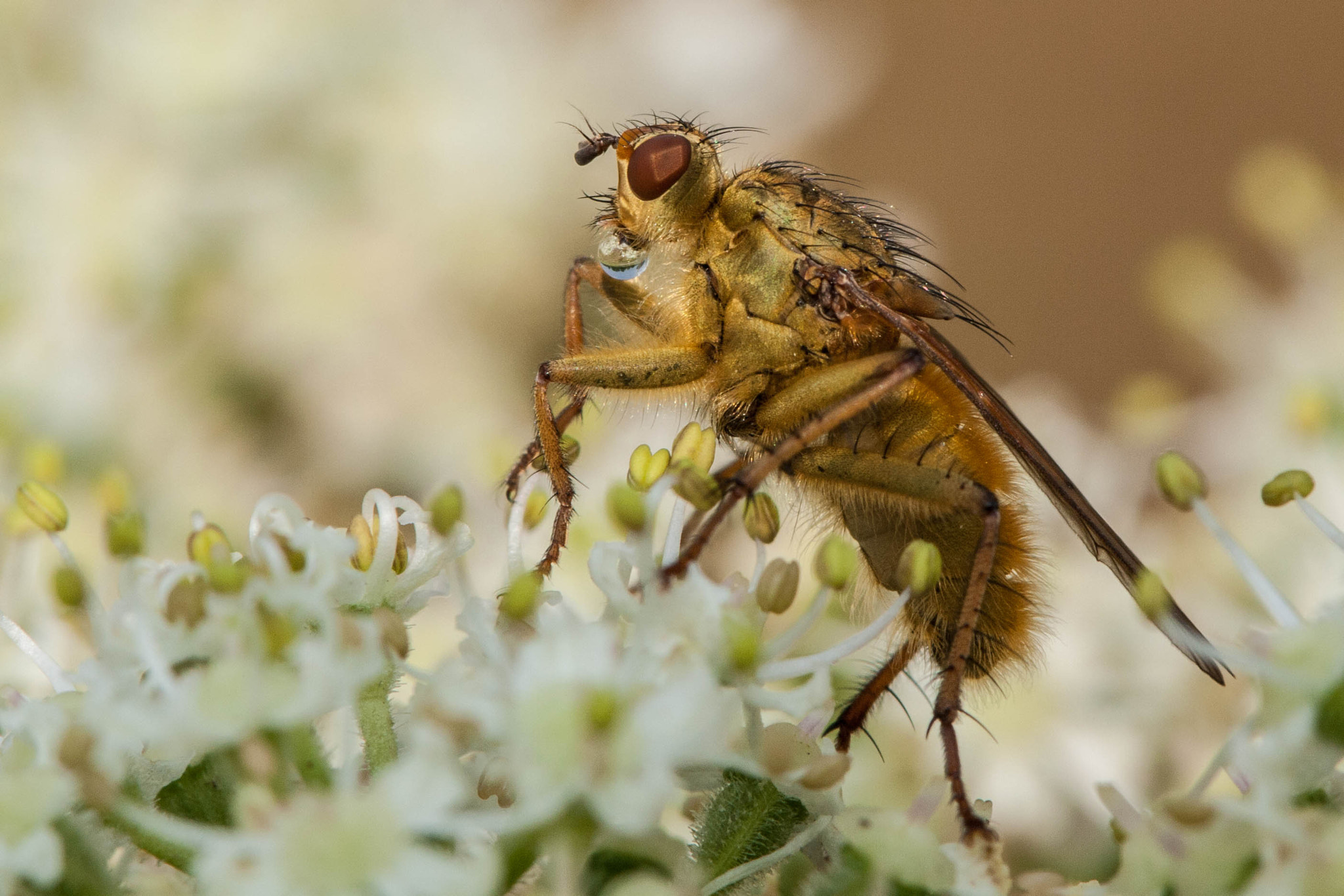 Canon EF 100mm F2.8 Macro USM sample photo