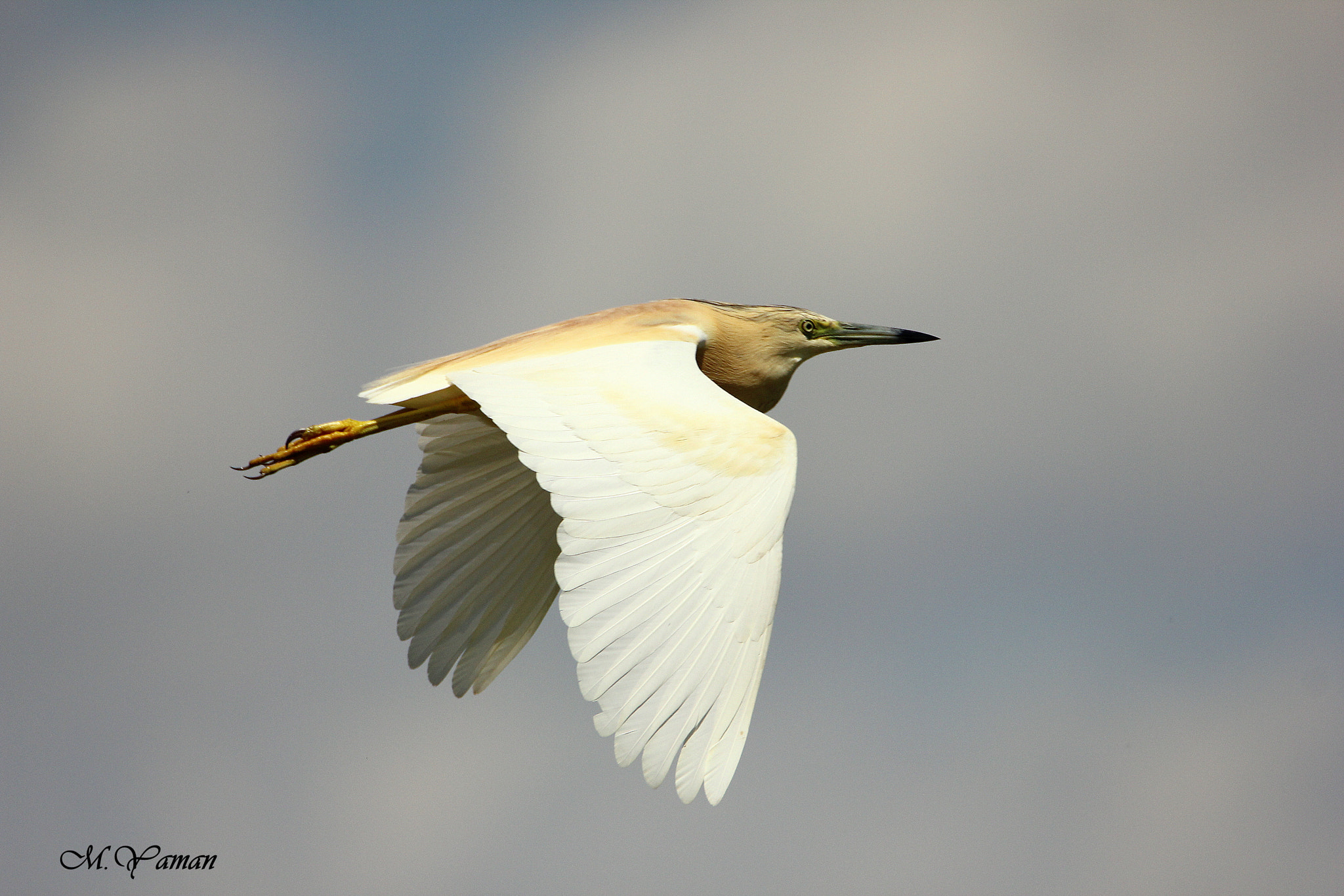 Tamron SP 150-600mm F5-6.3 Di VC USD sample photo. Squacco heron / alaca balıkçıl photography