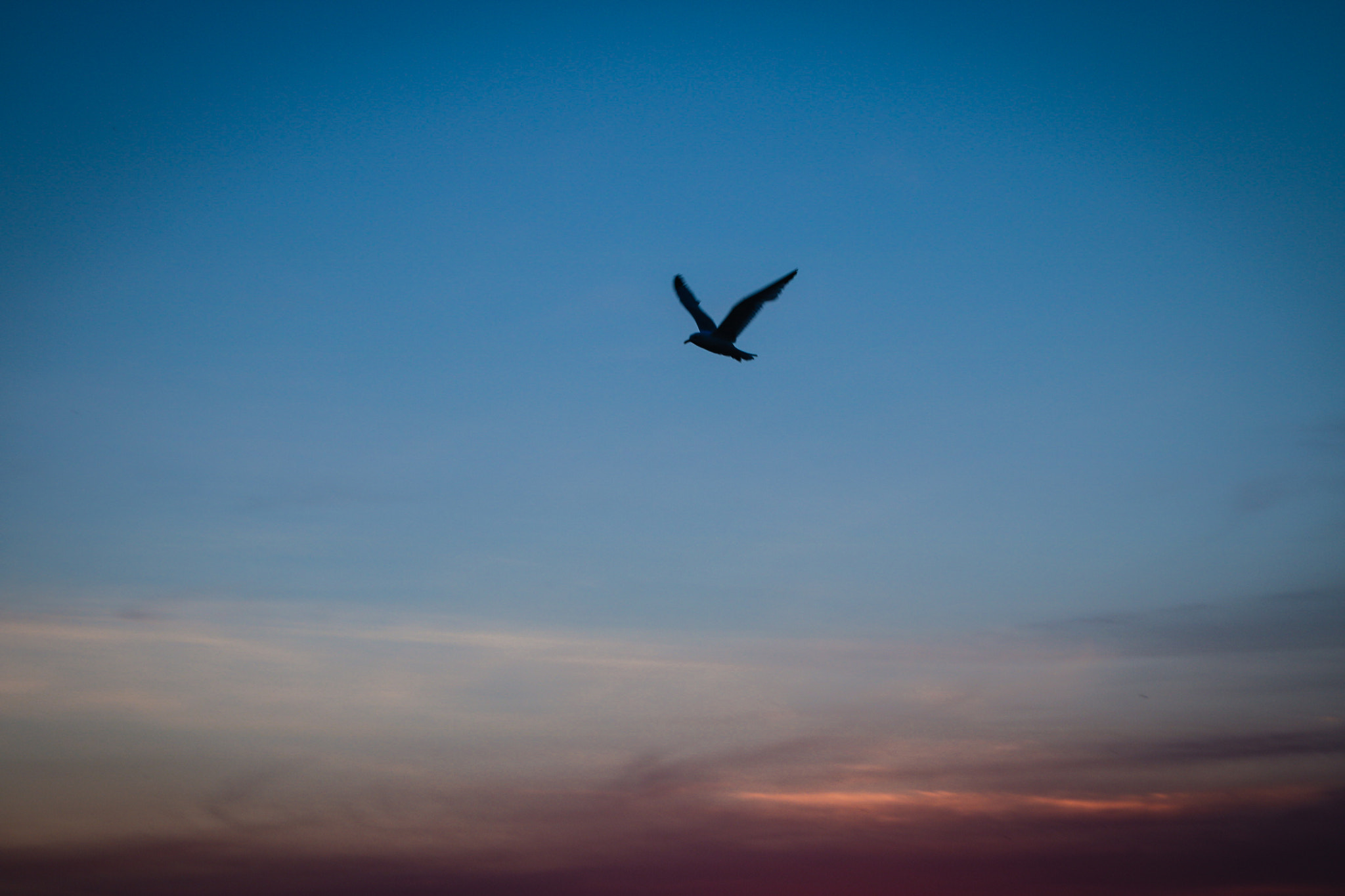 Canon EOS 750D (EOS Rebel T6i / EOS Kiss X8i) sample photo. Bird at sunset photography