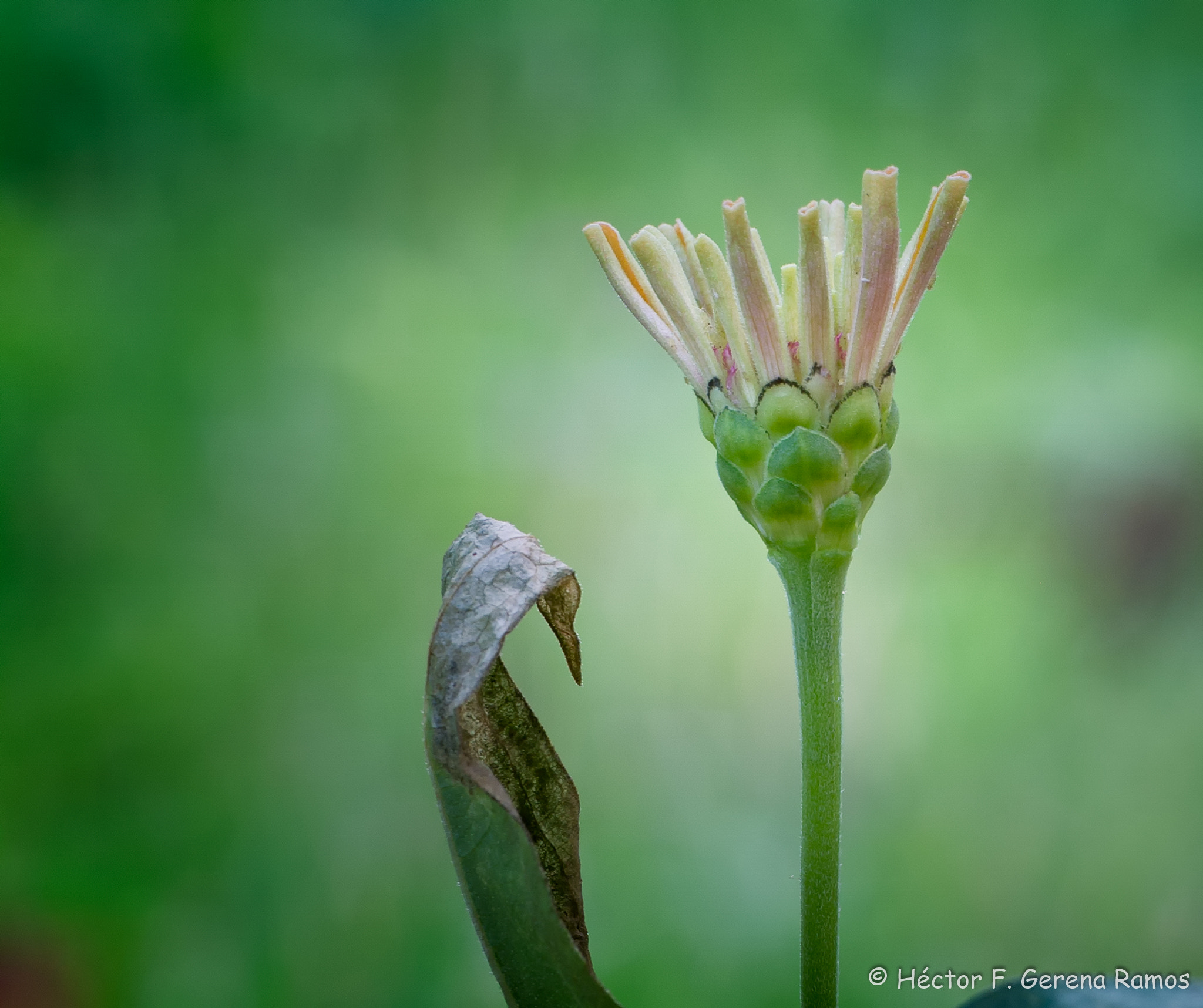 Sigma APO Macro 180mm F2.8 EX DG OS HSM sample photo. Crown photography