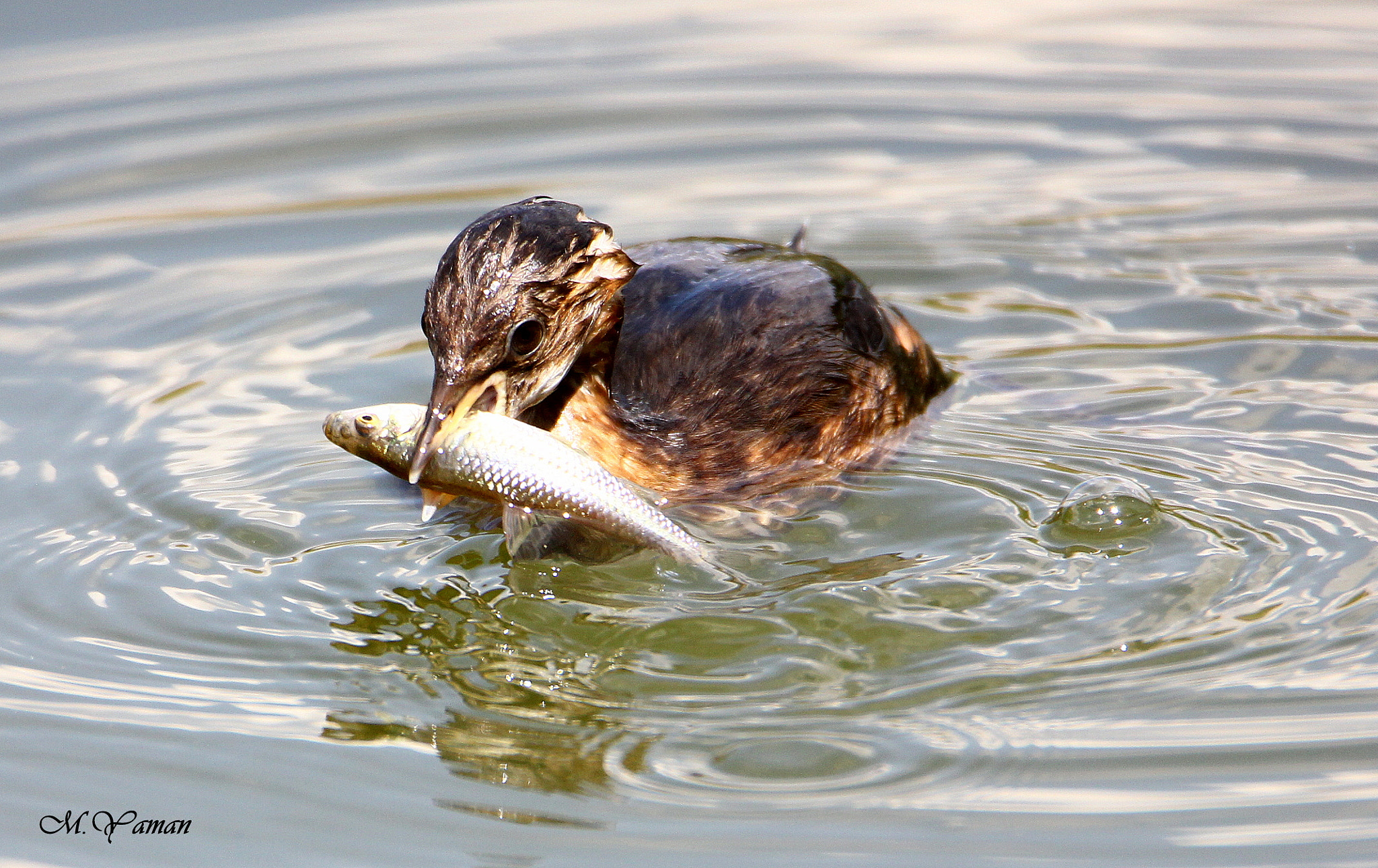 Tamron SP 150-600mm F5-6.3 Di VC USD sample photo. Küçük batağan - little grebe photography