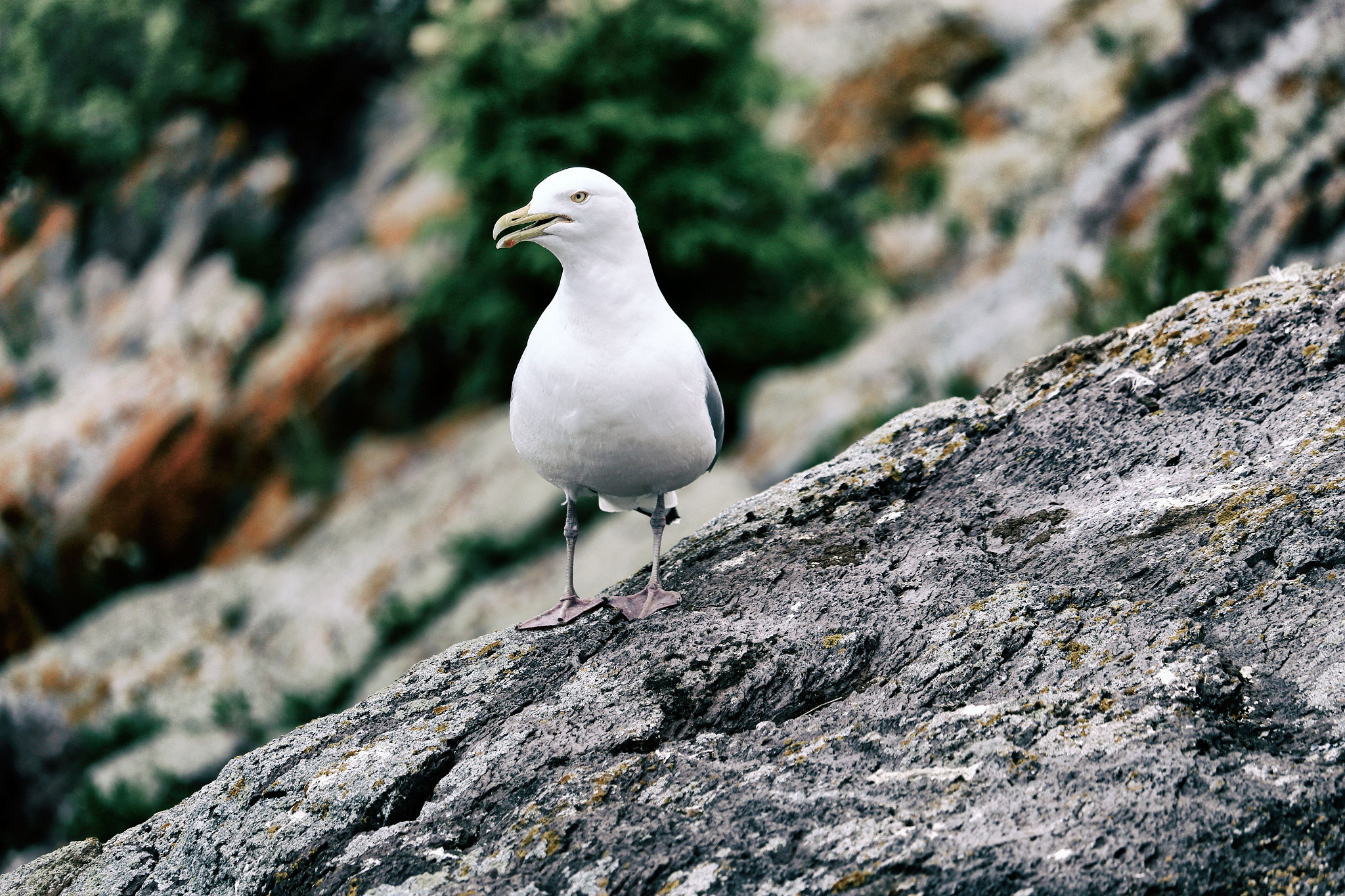 Canon EF-S 55-250mm F4-5.6 IS STM sample photo. North shore photography