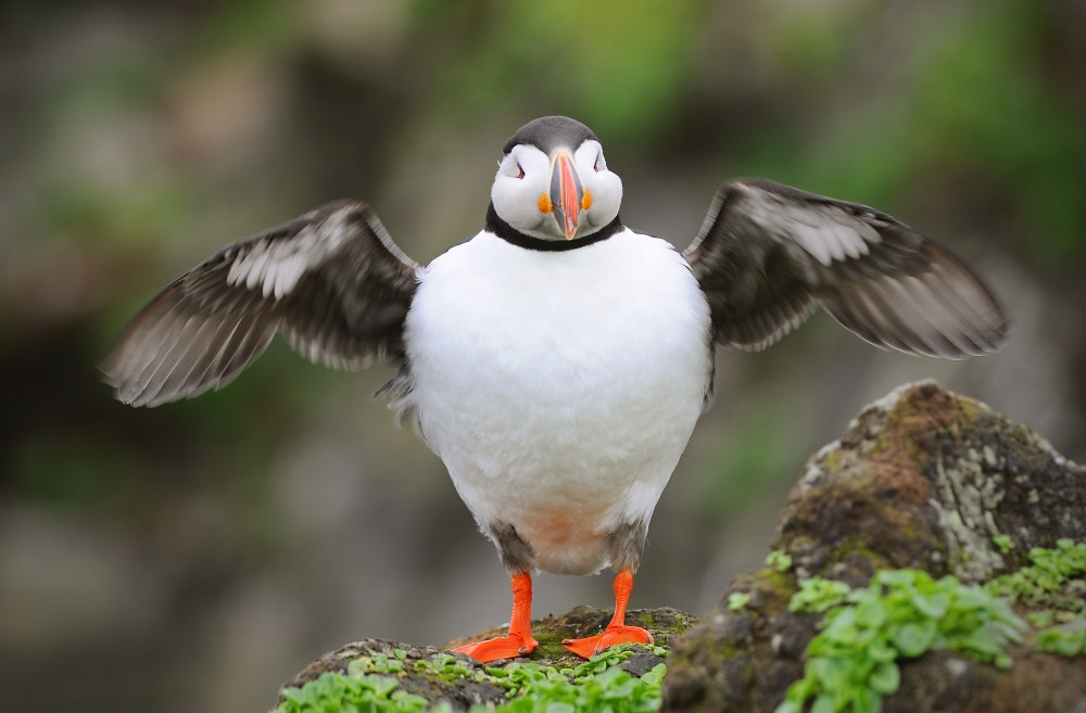 Nikon D90 + Nikon AF-S Nikkor 300mm F4D ED-IF sample photo. Atlantic puffin (fratercula arctica) photography