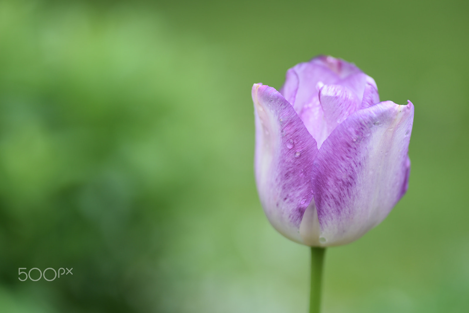Nikon D750 sample photo. Purple and white tulip photography