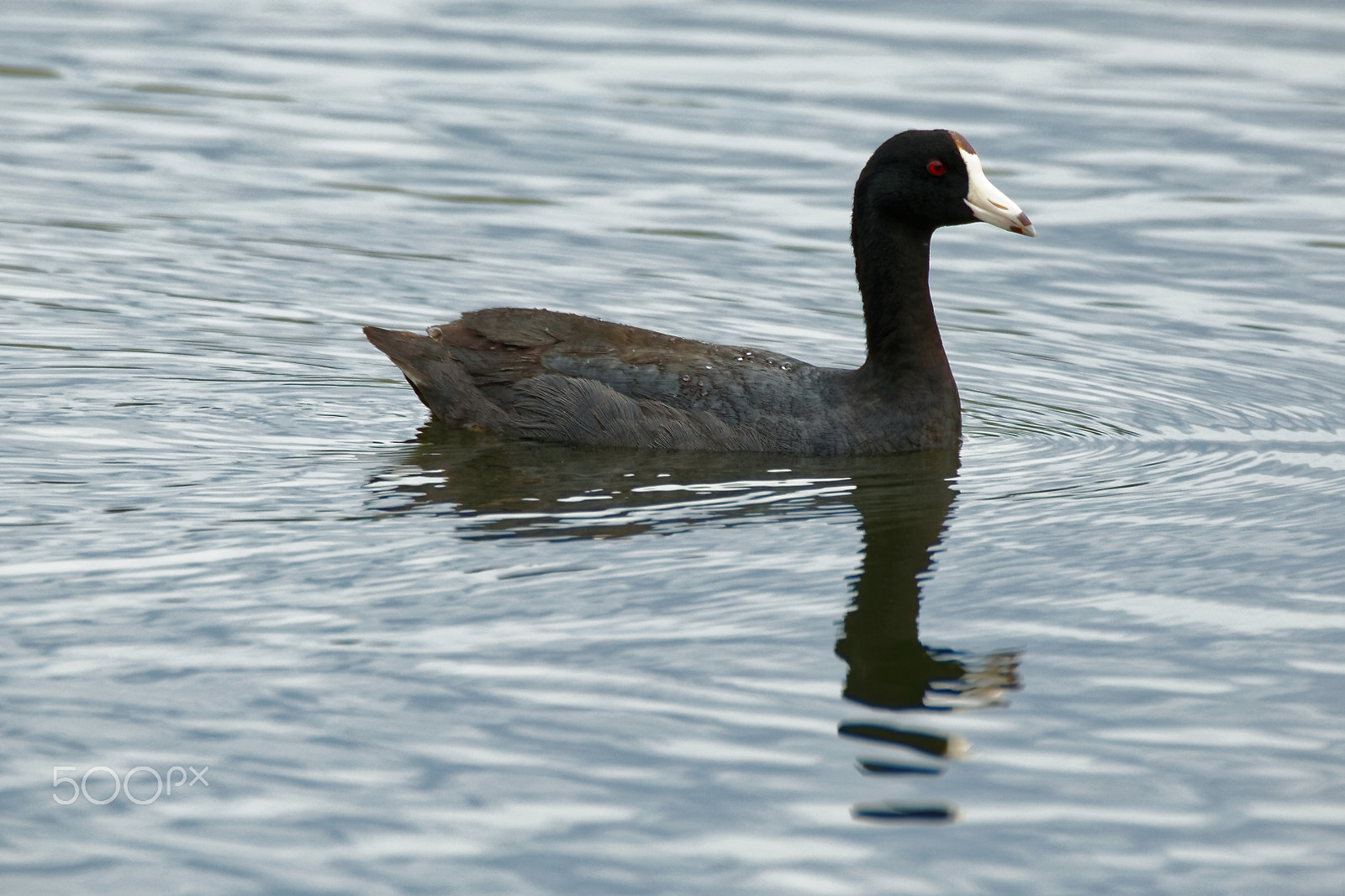 Canon EOS 600D (Rebel EOS T3i / EOS Kiss X5) + Tamron SP 150-600mm F5-6.3 Di VC USD sample photo. American coot reflecting photography