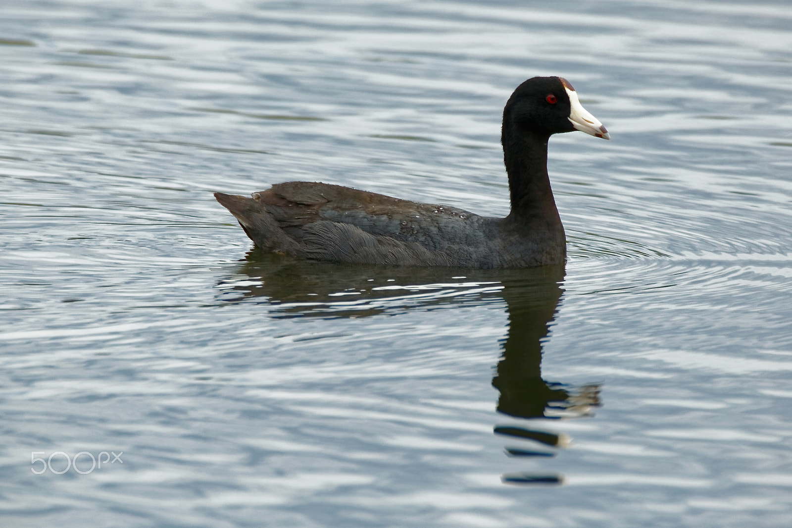 Tamron SP 150-600mm F5-6.3 Di VC USD sample photo. American coot reflecting photography