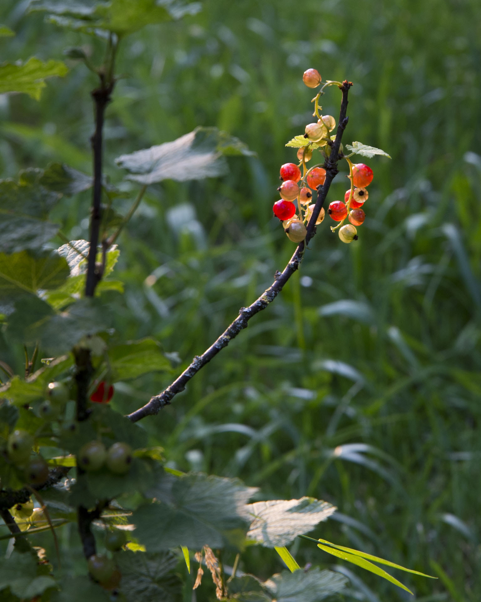 Nikon D4 sample photo. Johannisbeere photography