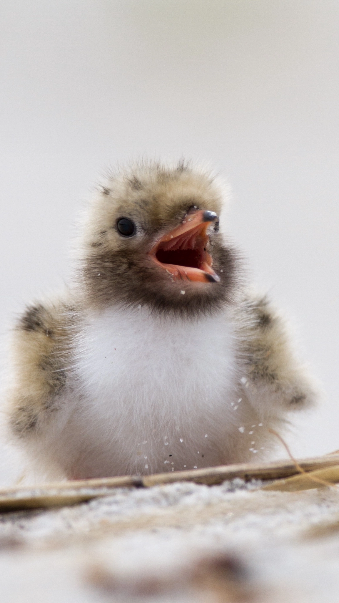 Canon EF 600mm F4L IS USM sample photo. Baby tern photography