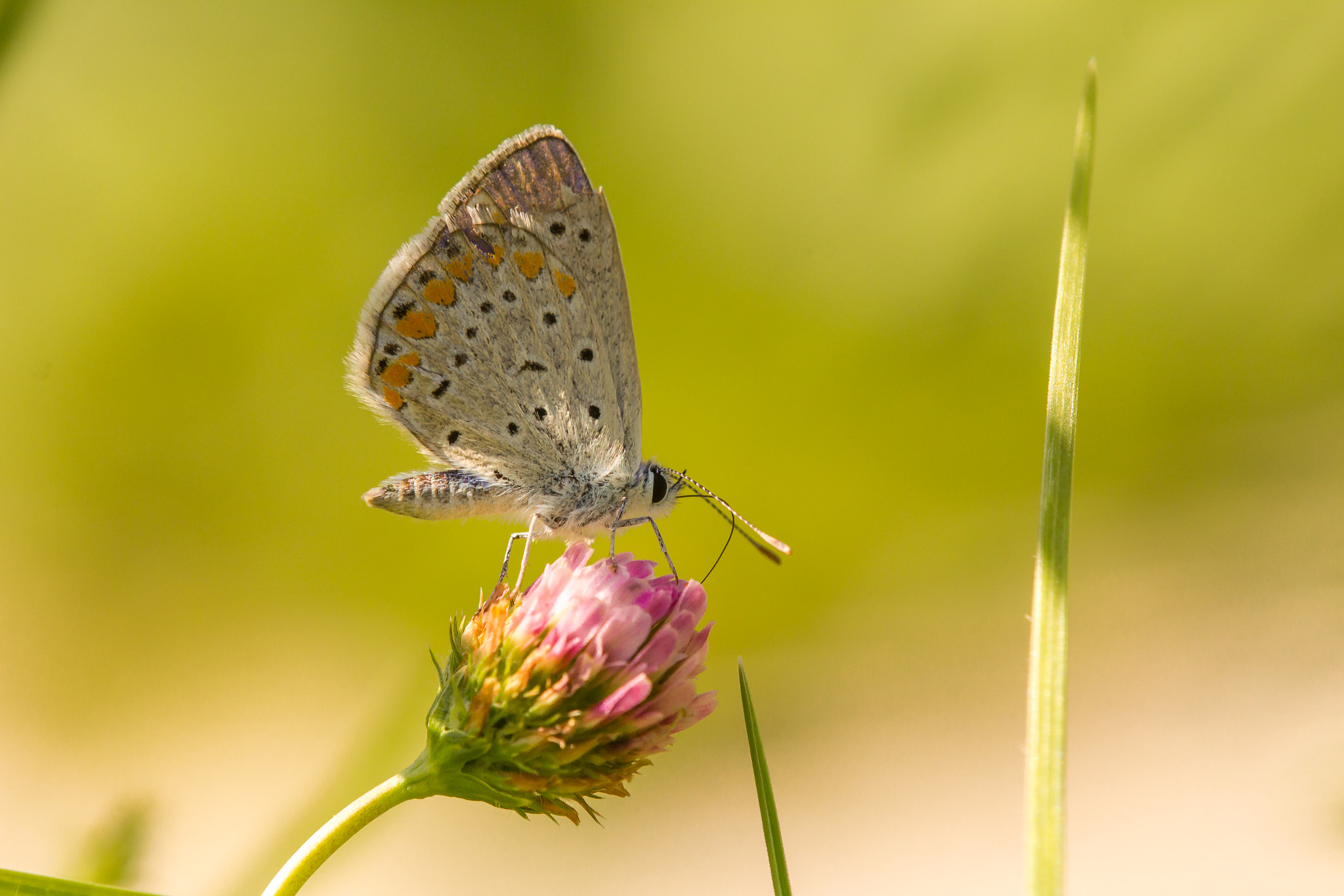 Tamron SP AF 180mm F3.5 Di LD (IF) Macro sample photo. Common blue photography