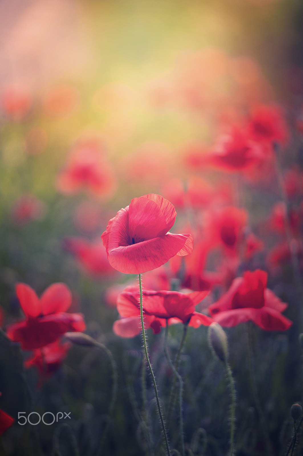 Sigma 105mm F2.8 EX DG OS HSM sample photo. Just poppies photography