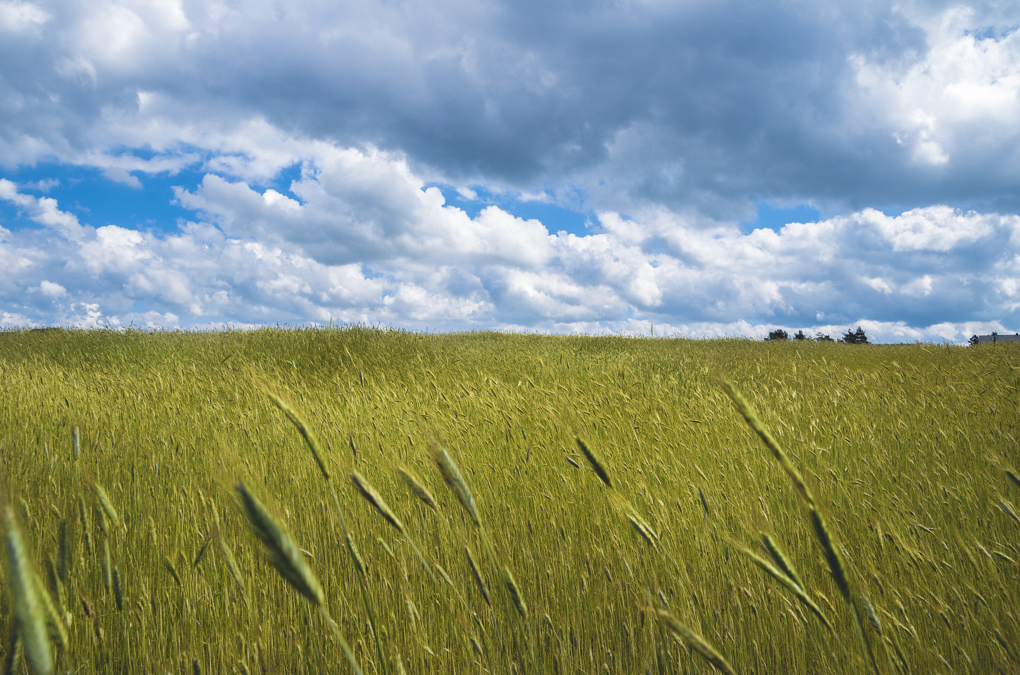 Sigma 17-50mm F2.8 EX DC HSM sample photo. Field full of crops photography