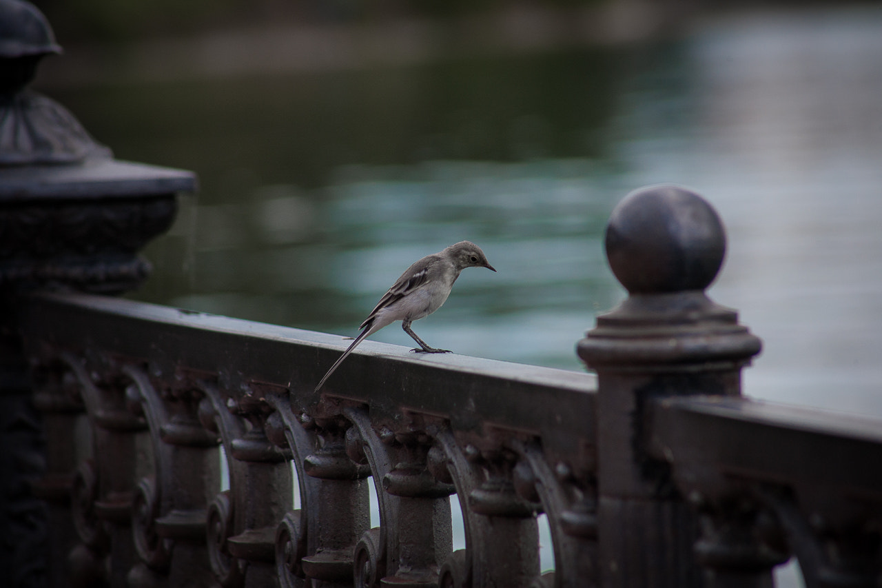 Canon EF 75-300mm f/4-5.6 USM sample photo