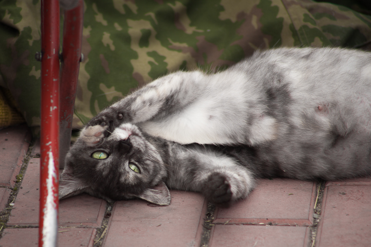 Canon EF 75-300mm f/4-5.6 USM sample photo