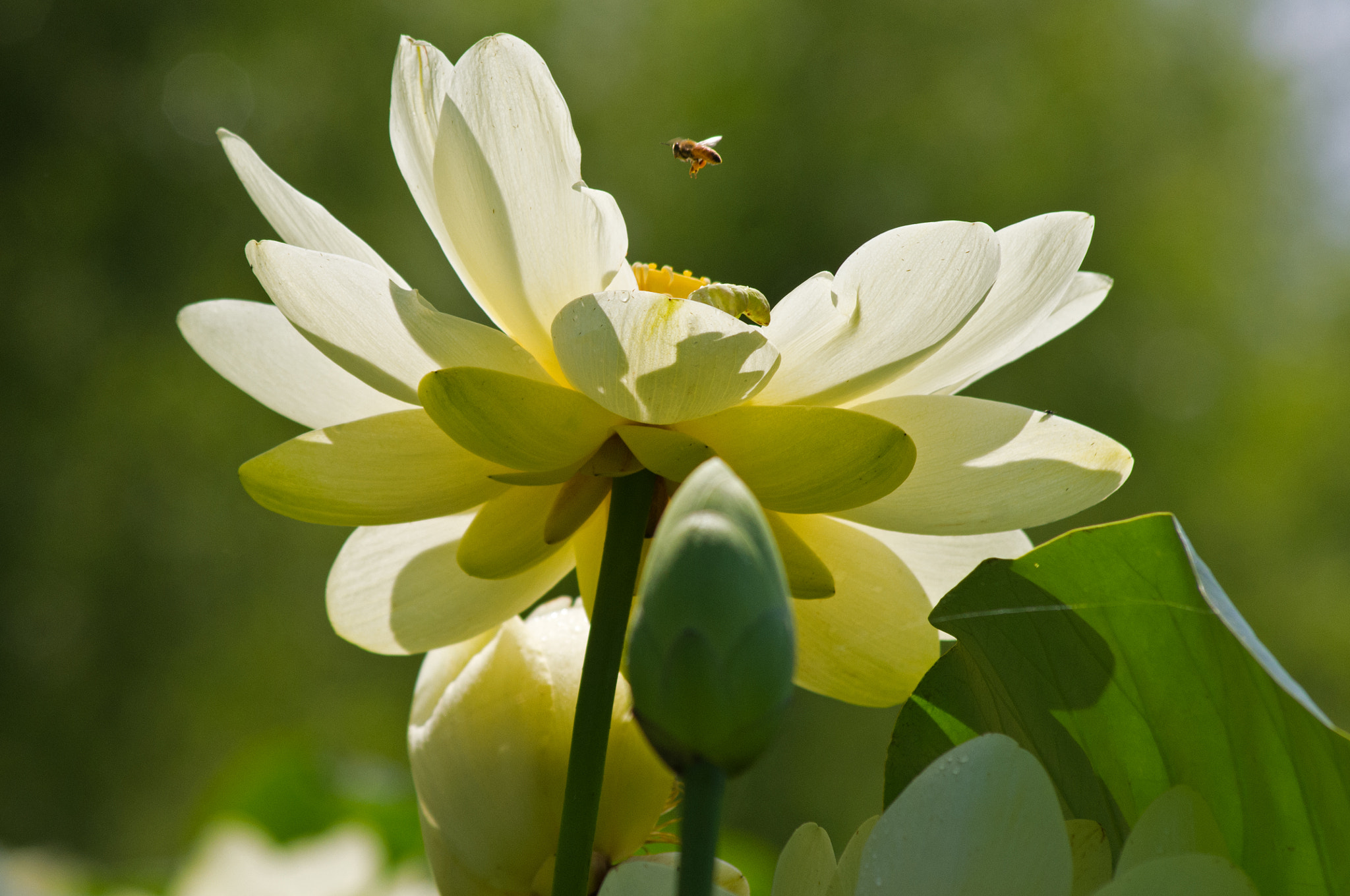 Pentax K-x + Sigma sample photo. Hovering honeybee photography