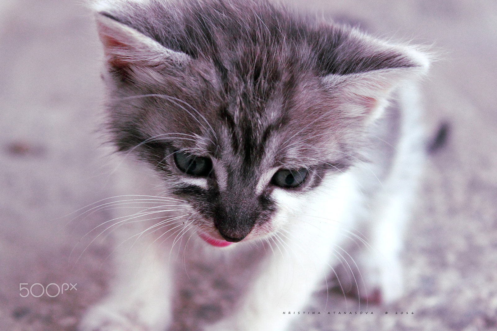 Canon EF-S 18-55mm F3.5-5.6 IS sample photo. Lovly cat... photography