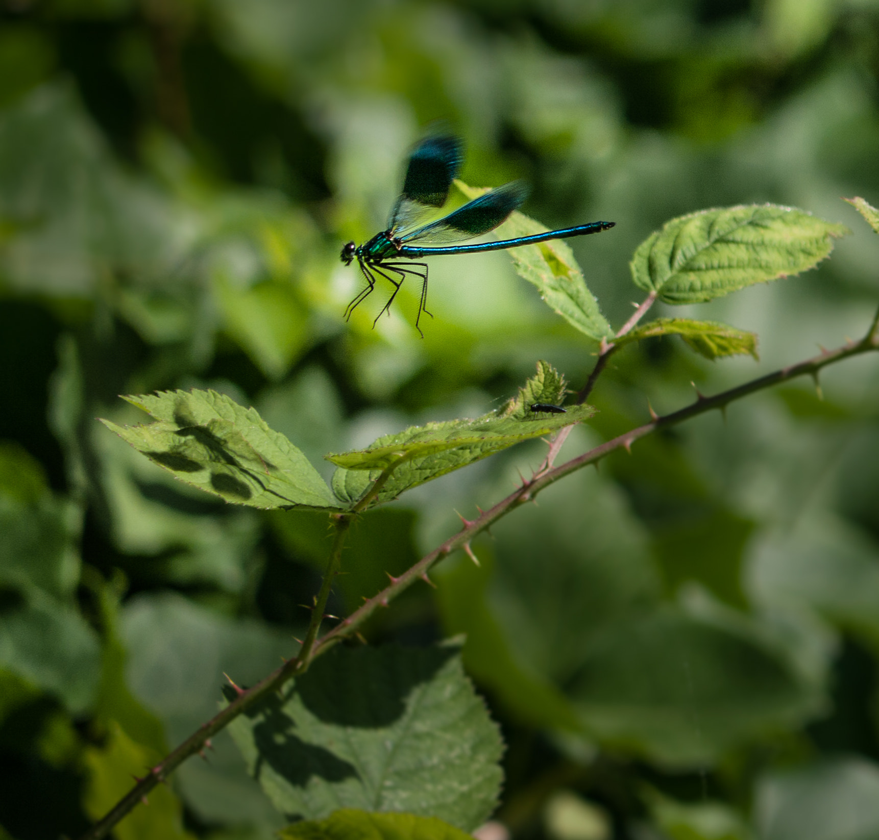 Panasonic Lumix G Vario 45-200mm F4-5.6 OIS sample photo. Fly away photography