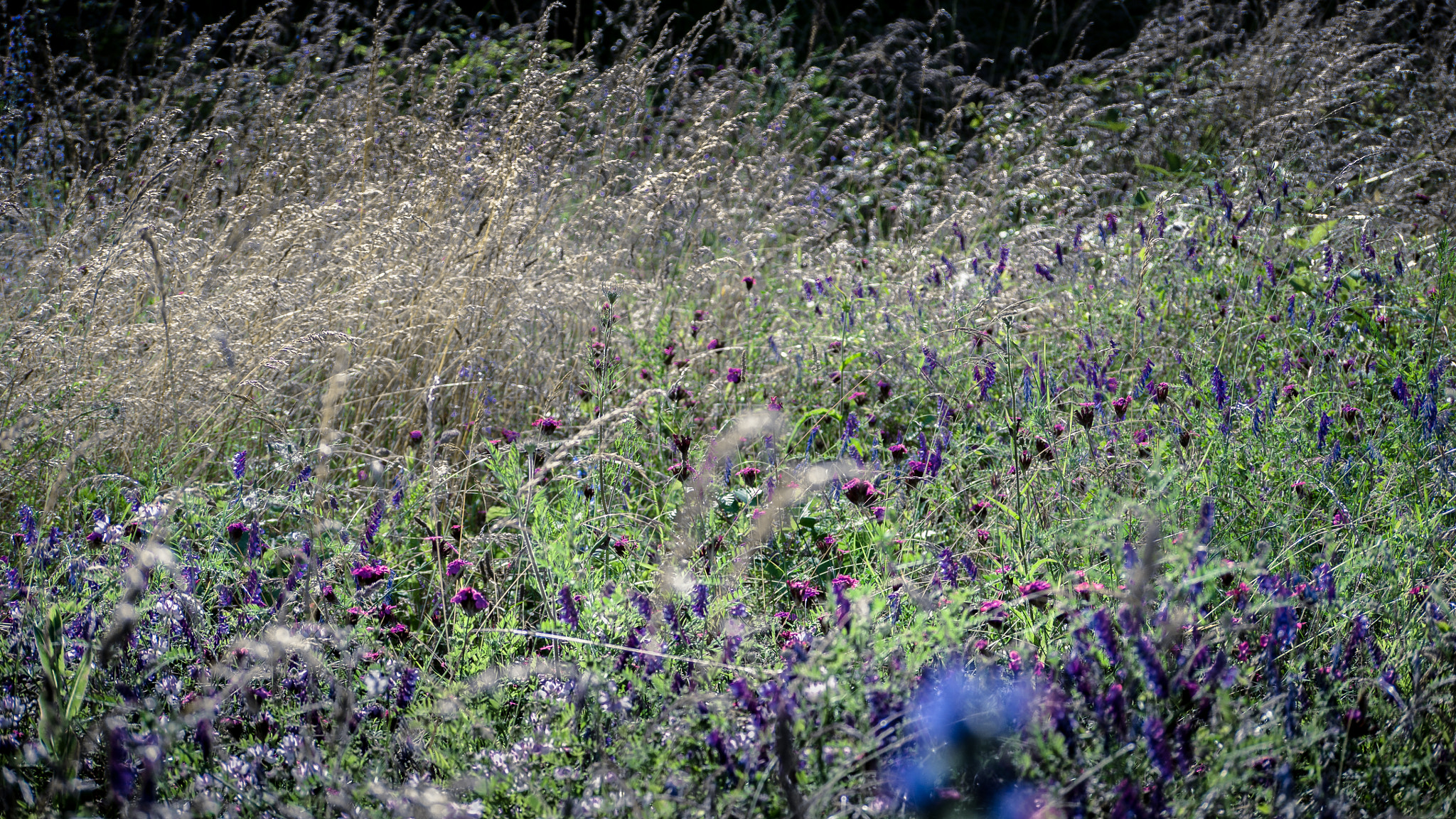 Panasonic Lumix G Vario 45-200mm F4-5.6 OIS sample photo. Tarkovskyan 2 photography