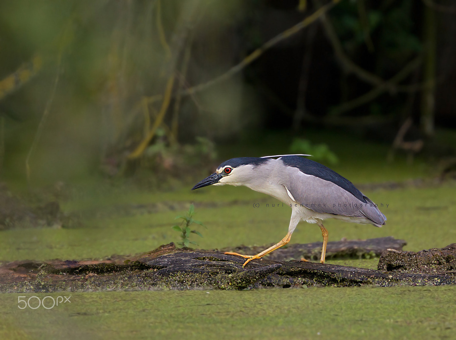 Canon EOS-1D Mark IV sample photo. Night heron photography