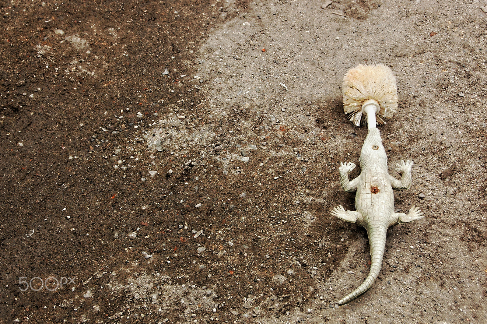 Nikon D70s sample photo. Crocodile photography