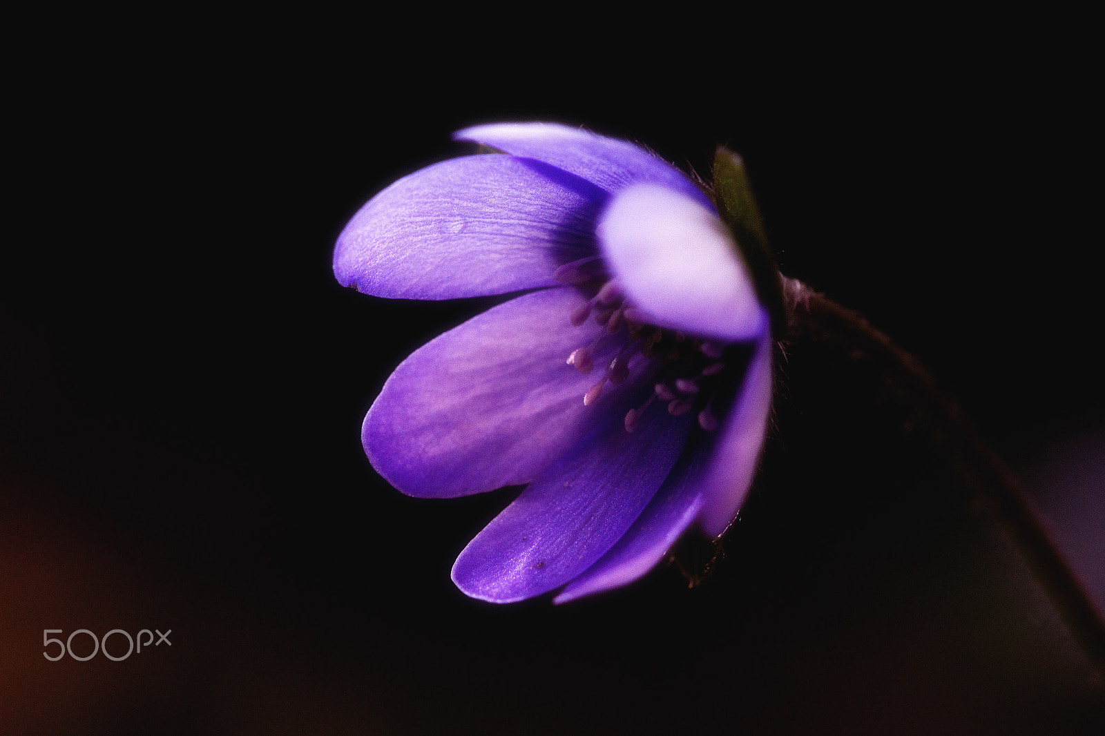 Sigma APO Macro 150mm f/2.8 EX DG HSM sample photo. Blue photography