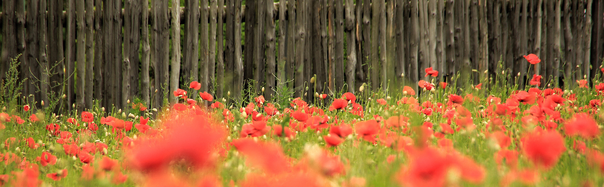 Canon 18-250mm sample photo. Red.... photography