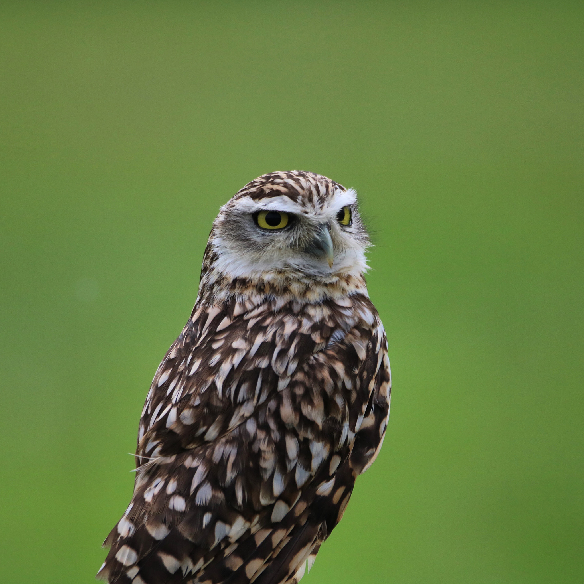 Tamron SP 150-600mm F5-6.3 Di VC USD sample photo. Owl photography