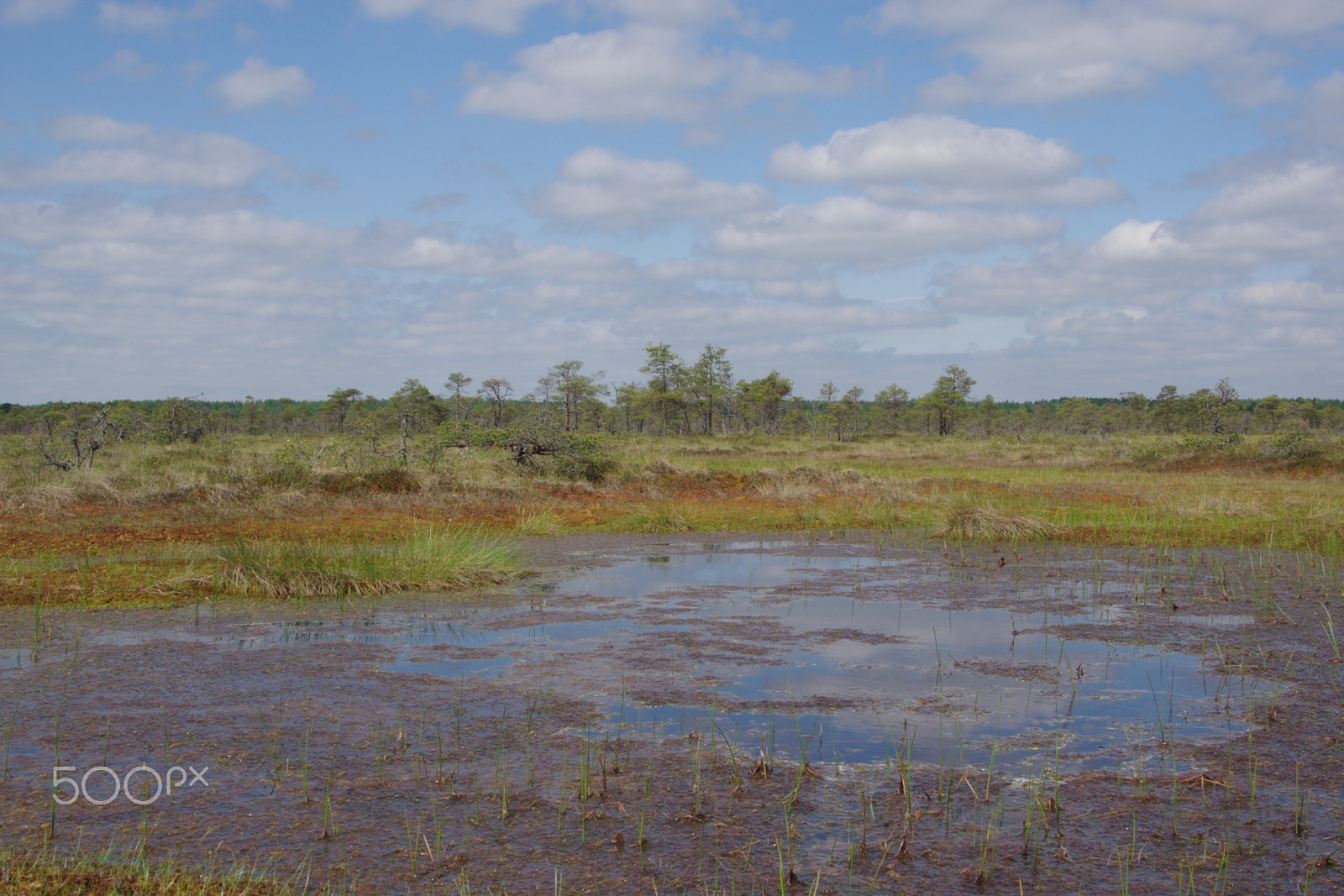 Pentax K-3 + Tamron AF 28-75mm F2.8 XR Di LD Aspherical (IF) sample photo. In a bog photography