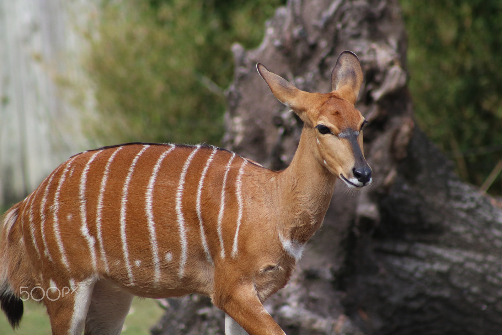 Canon EF 75-300mm f/4-5.6 USM sample photo. Bongo antelope 9824 photography