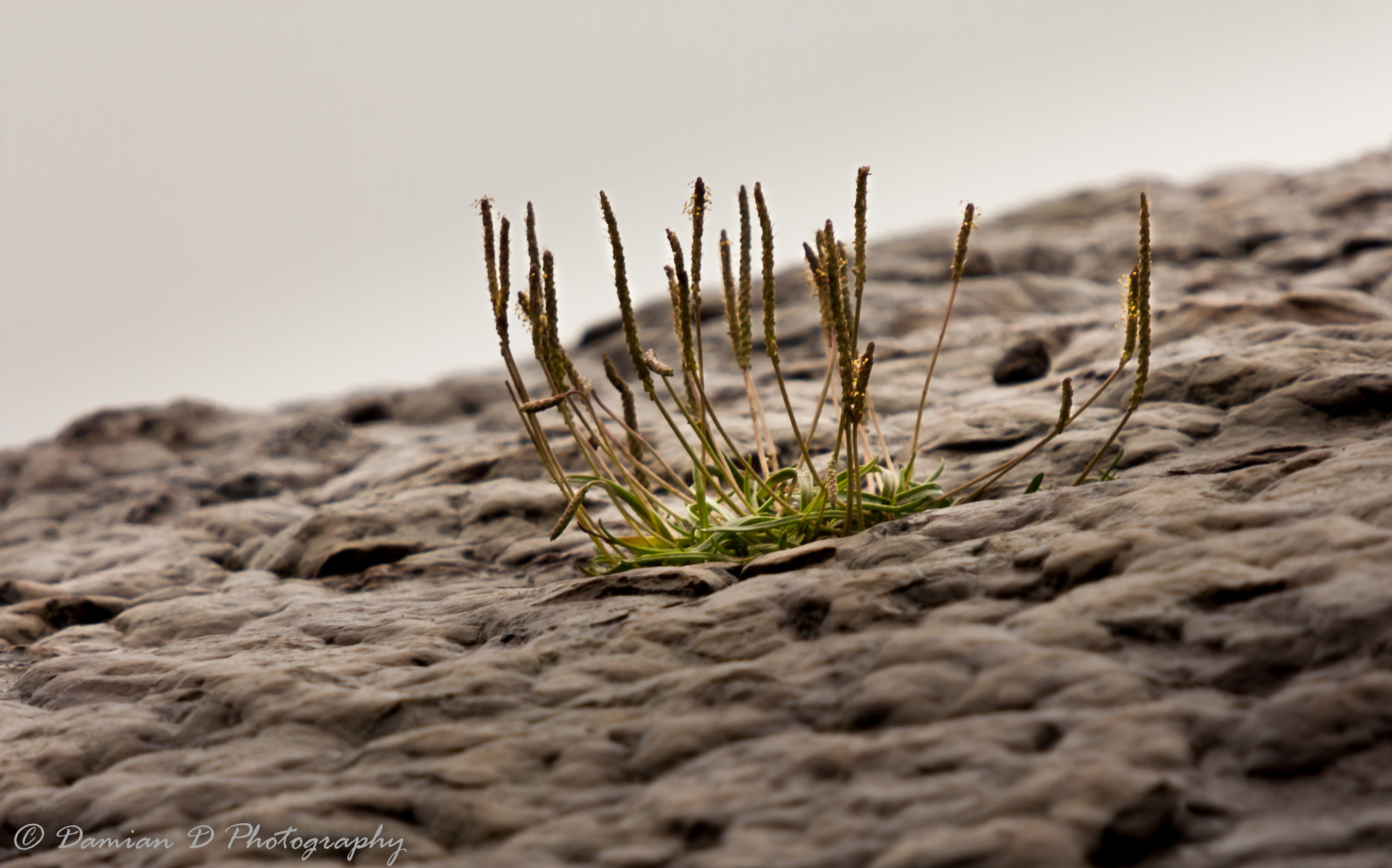 Sigma 50-500mm f/4-6.3 APO HSM EX sample photo. The grass photography