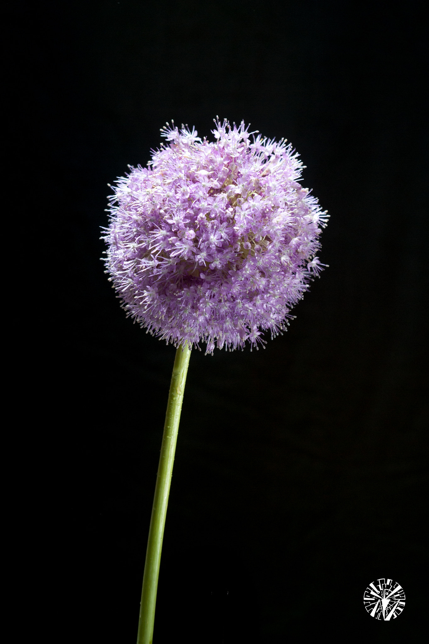 Nikon D700 + AF Zoom-Nikkor 35-70mm f/2.8D sample photo. Flower photography