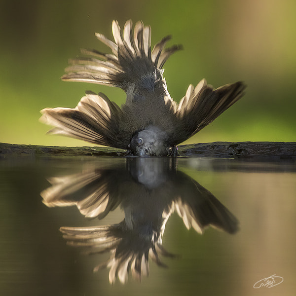 Canon EOS 7D Mark II + Canon EF 400mm F5.6L USM sample photo. Time for swimming photography