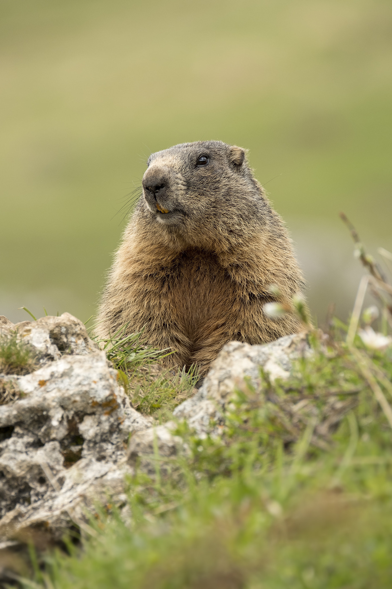 Fujifilm XF 100-400mm F4.5-5.6 R LM OIS WR sample photo. Marmota marmota photography
