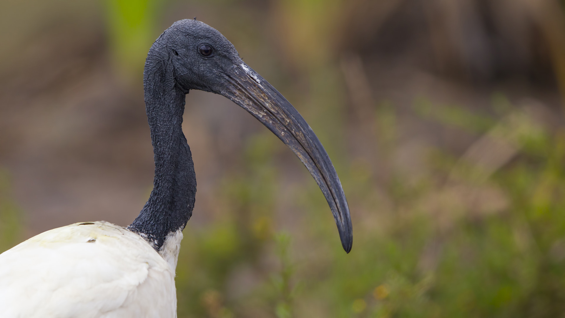 Canon EF 600mm F4L IS II USM sample photo. Sacred ibis photography