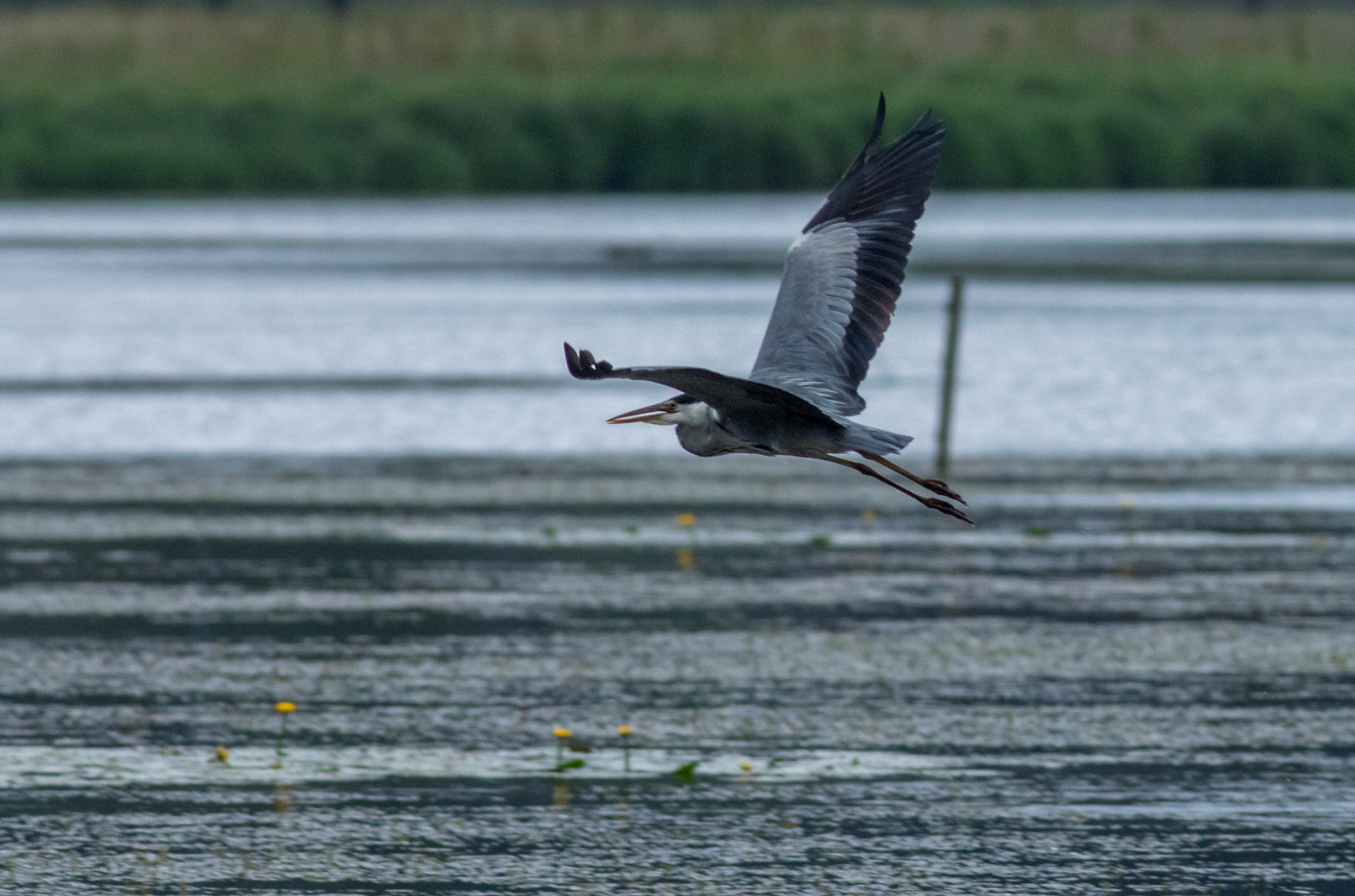 Canon EOS 7D Mark II + Canon EF 400mm F5.6L USM sample photo. Grey heron photography