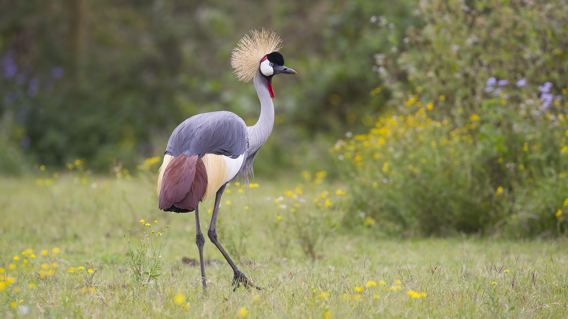Canon EOS-1D Mark IV sample photo. Black crowned crane photography