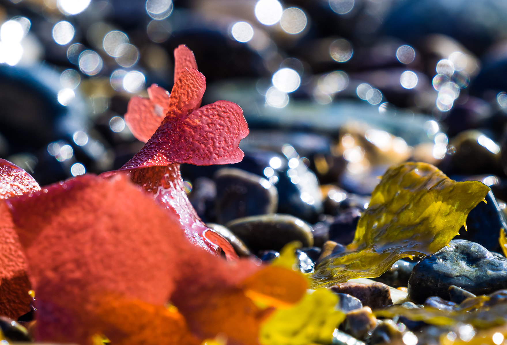 Olympus OM-D E-M1 + LEICA DG 100-400/F4.0-6.3 sample photo. Seaweed on the pebble beach photography