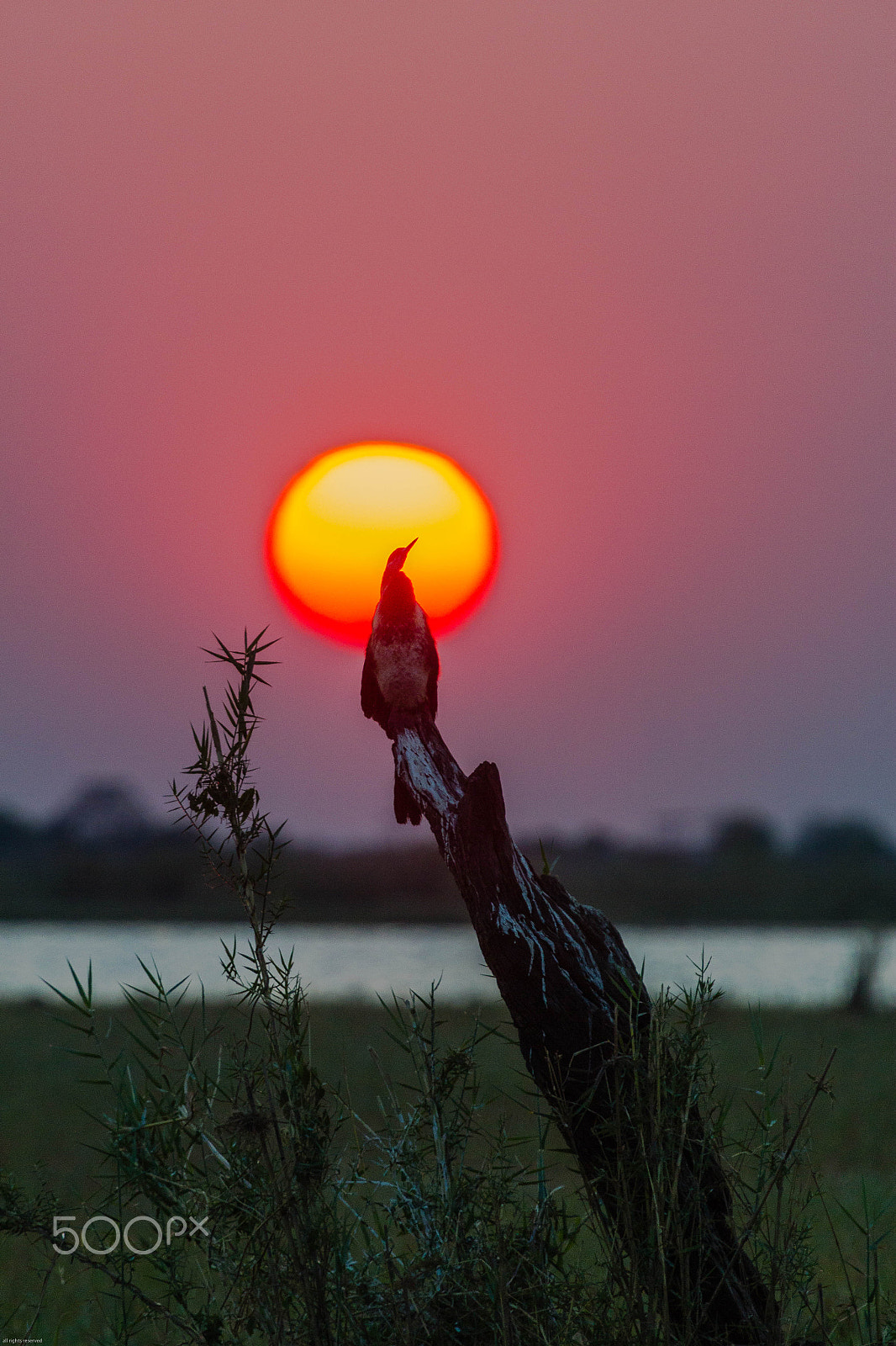 Canon EF 100-400mm F4.5-5.6L IS USM sample photo. Cormorant in sunset web photography