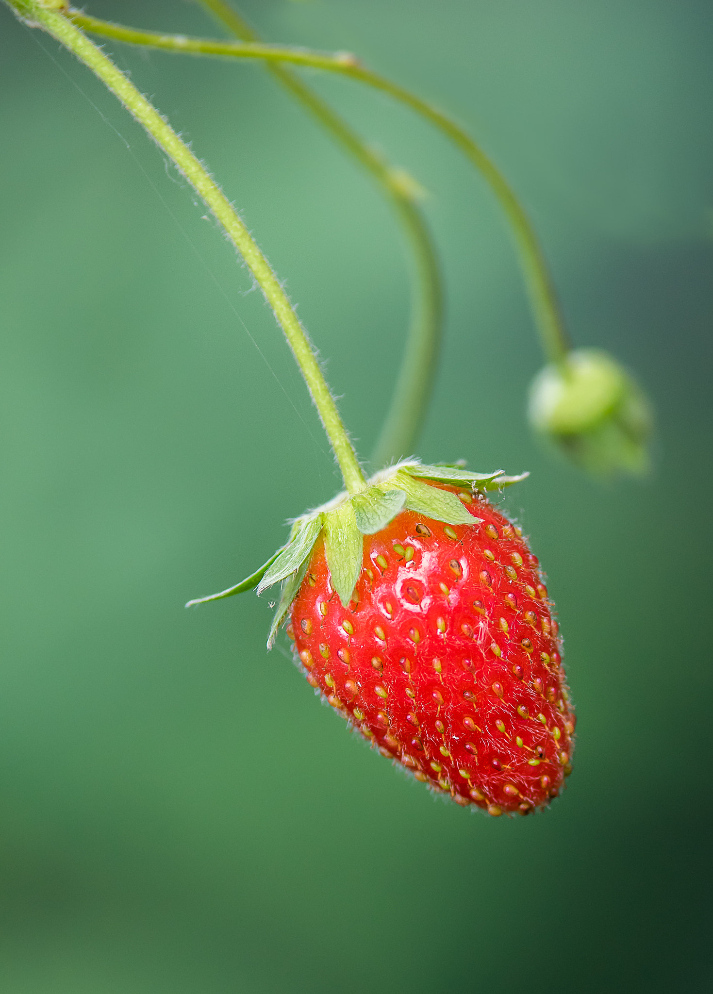 Pentax K-3 II sample photo. Fraise rouge du jardin photography