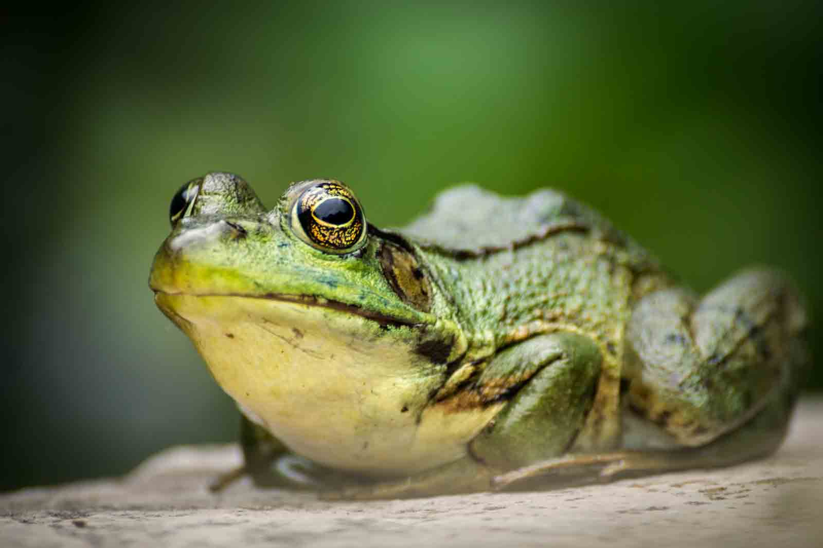 Sony Alpha DSLR-A500 sample photo. Green frog again photography