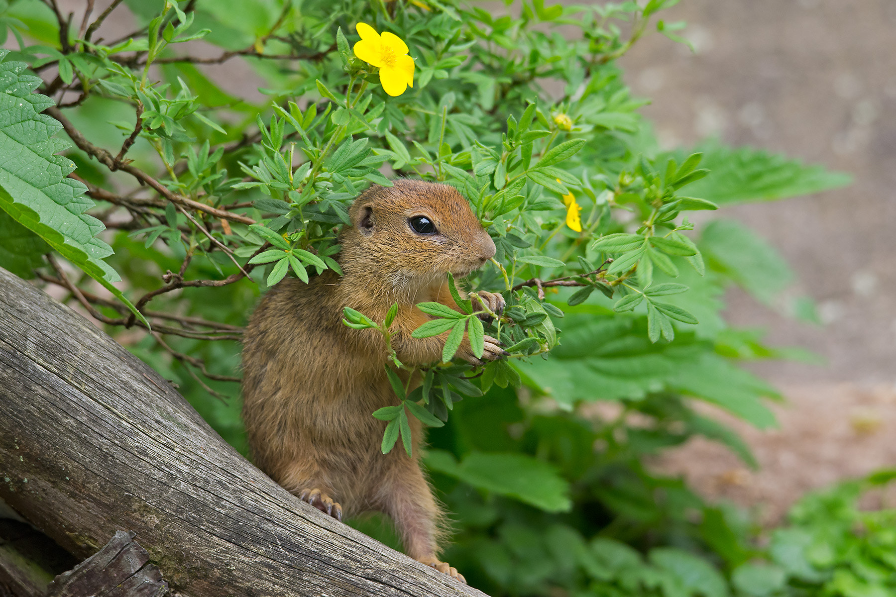 Pentax K-5 + Sigma 120-400mm F4.5-5.6 DG OS HSM sample photo. Ziesel photography